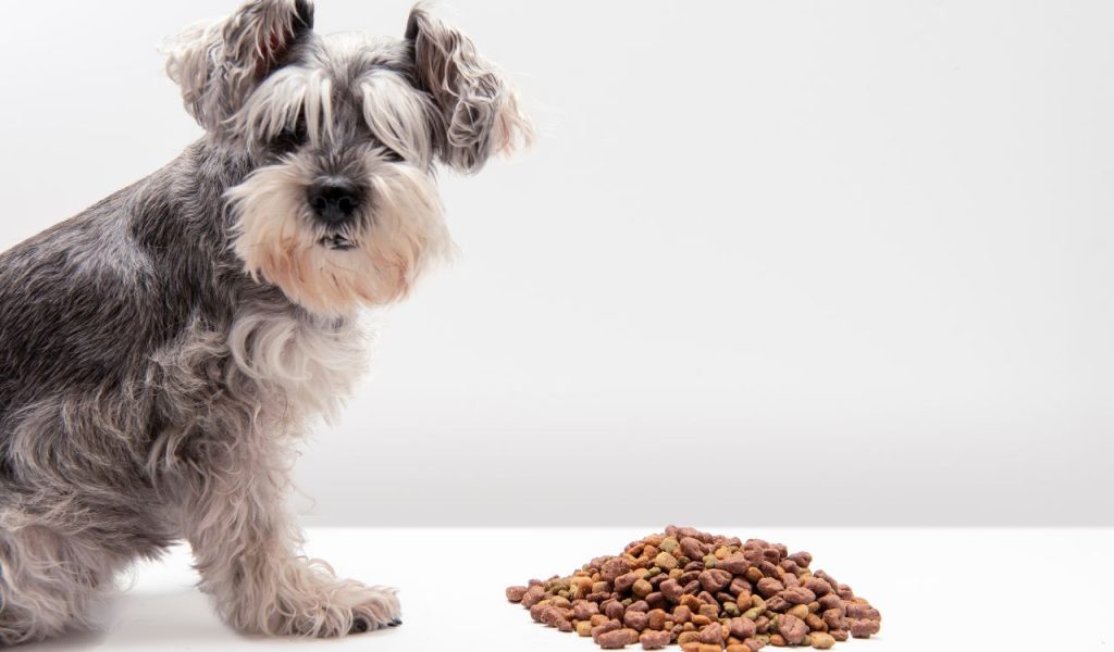 Un chien peut-il manger des carottes ? | Mr Croquette